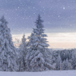 Winter Forest Snow